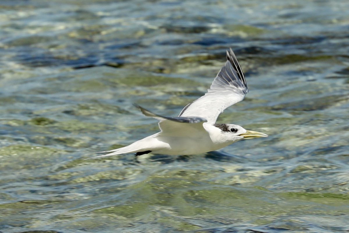 Great Crested Tern - ML643354967
