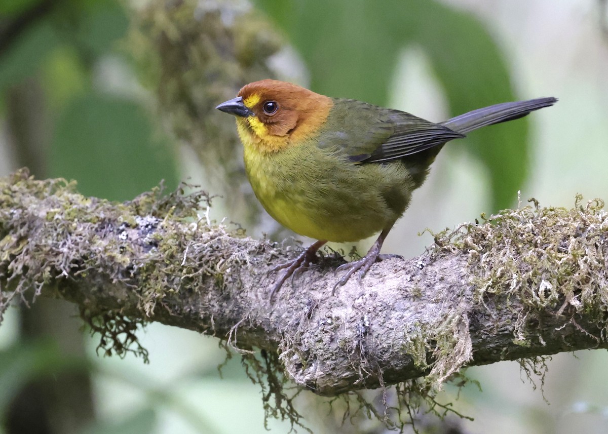Fulvous-headed Brushfinch - ML643354969