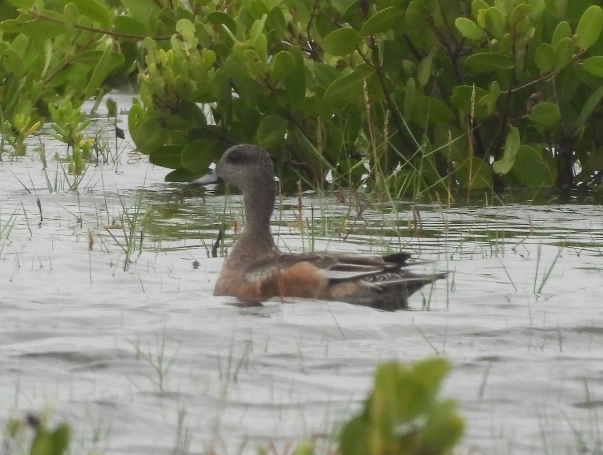 American Wigeon - ML643354970