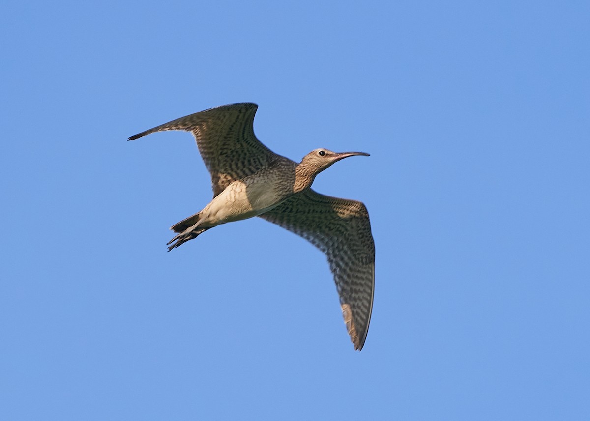 Eurasian Whimbrel - ML643354995