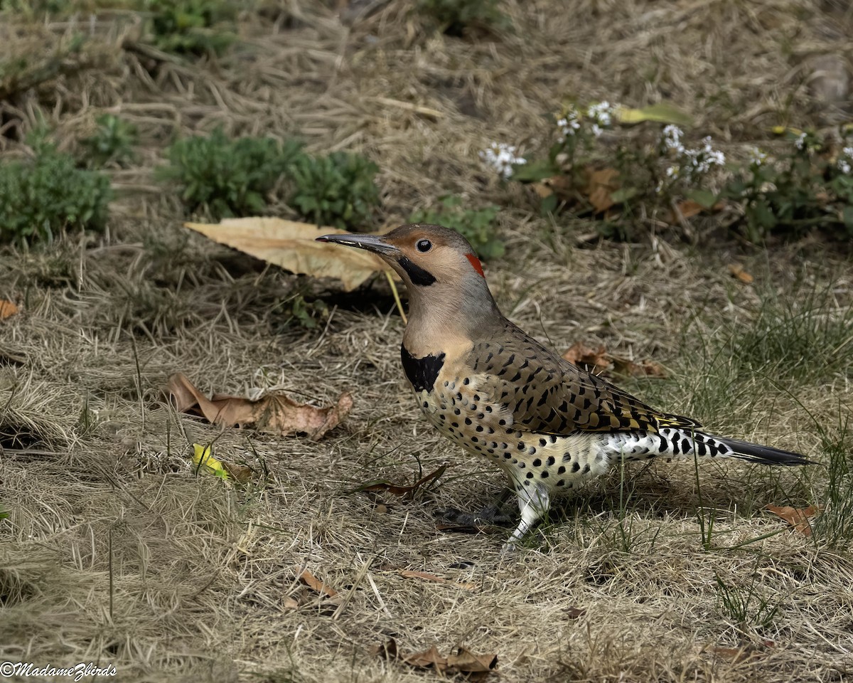 Northern Flicker - ML643355003