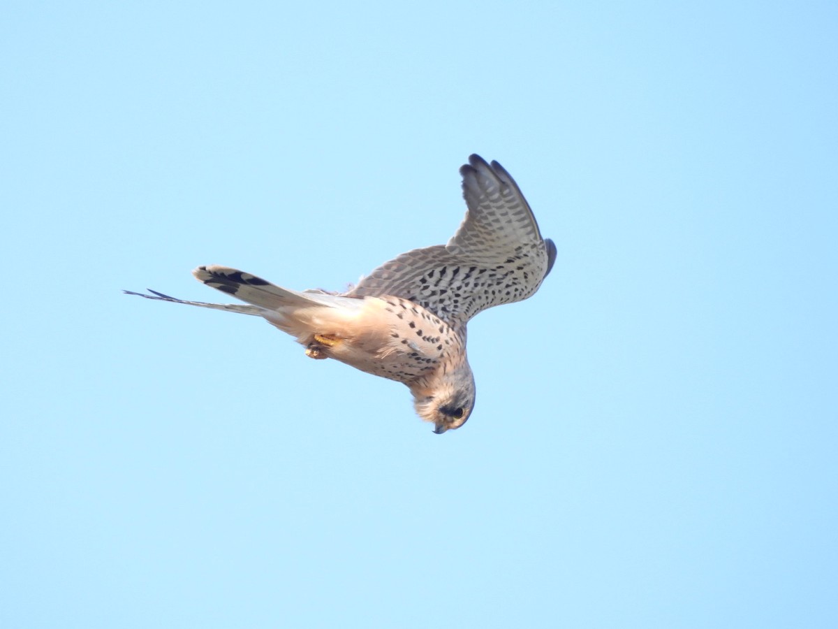 Начин шонхор - ML643355004