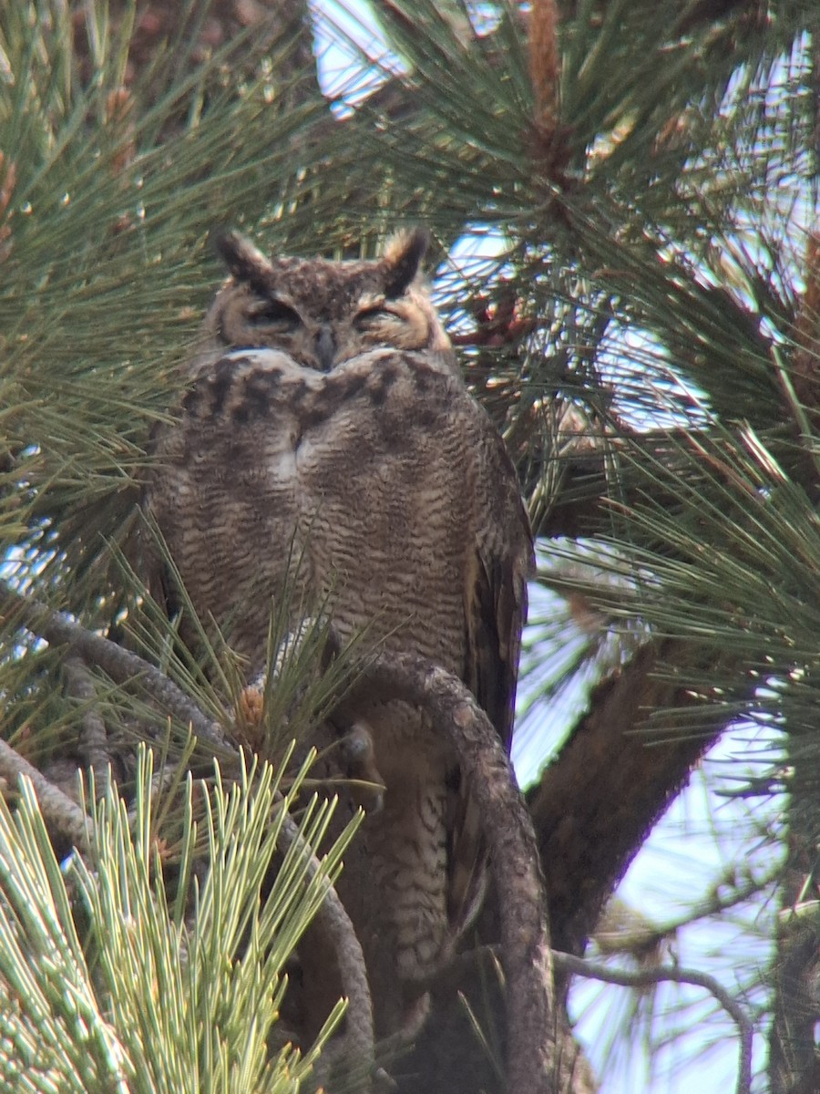 Lesser Horned Owl - ML643355008