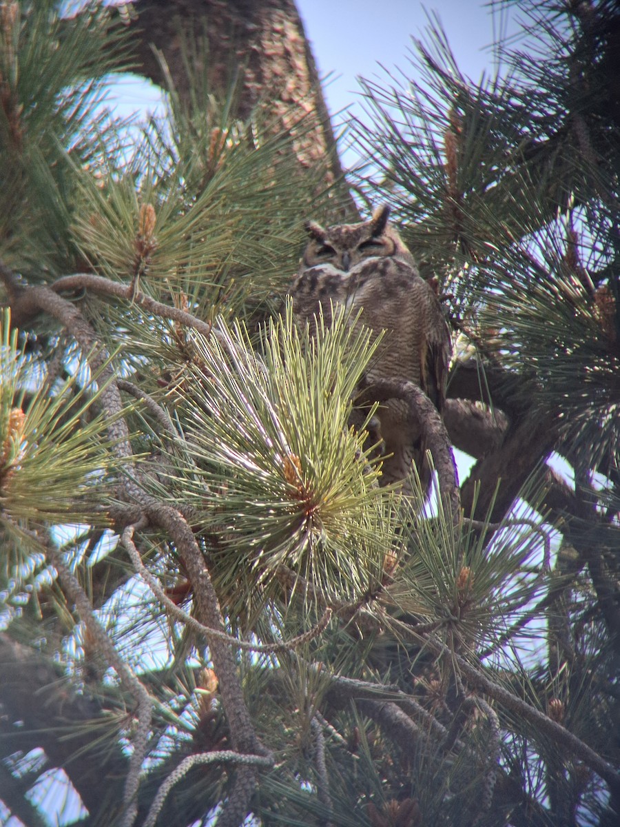 Lesser Horned Owl - ML643355010