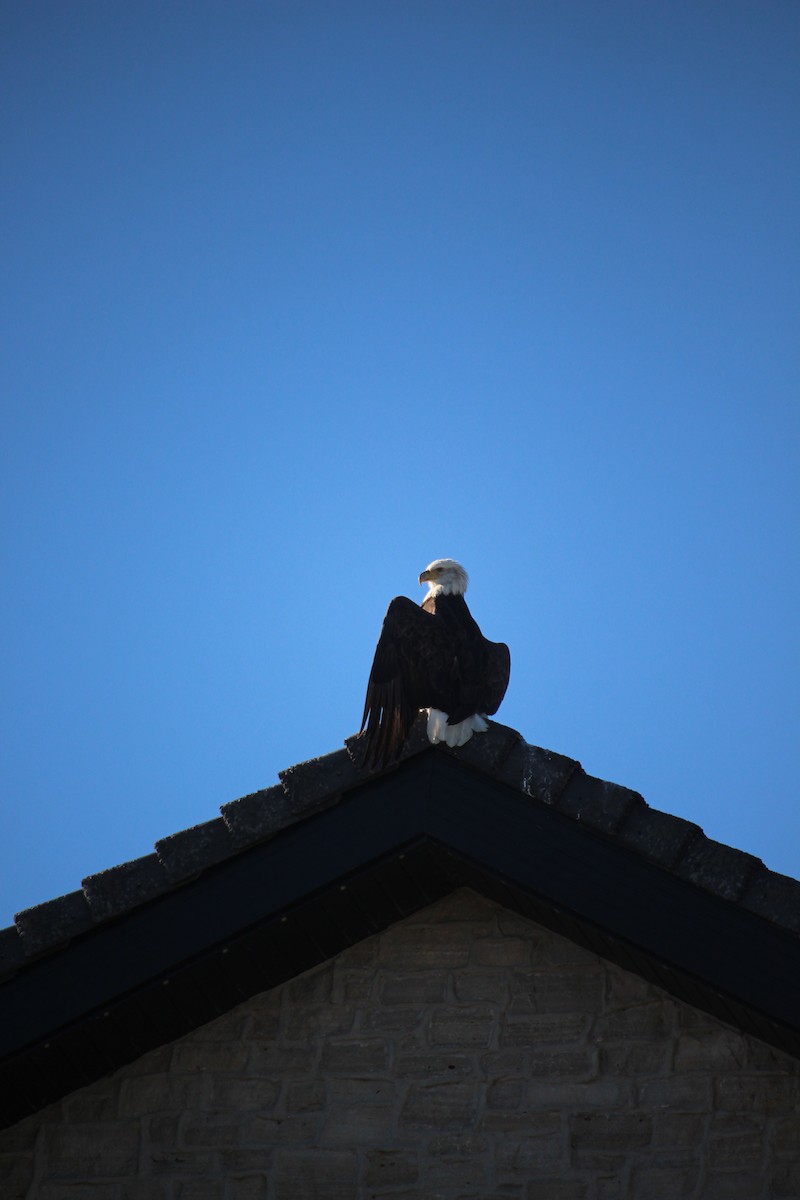 Bald Eagle - ML643355028