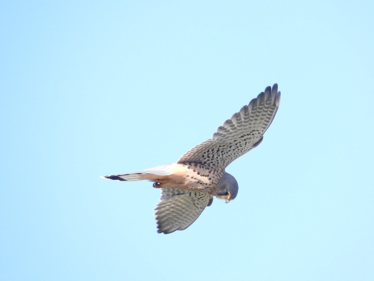 Начин шонхор - ML643355038