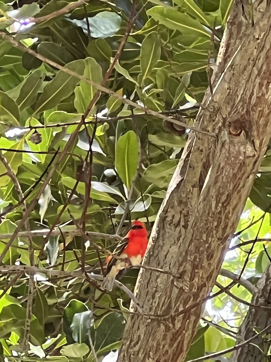 Red Fody - ML643355053