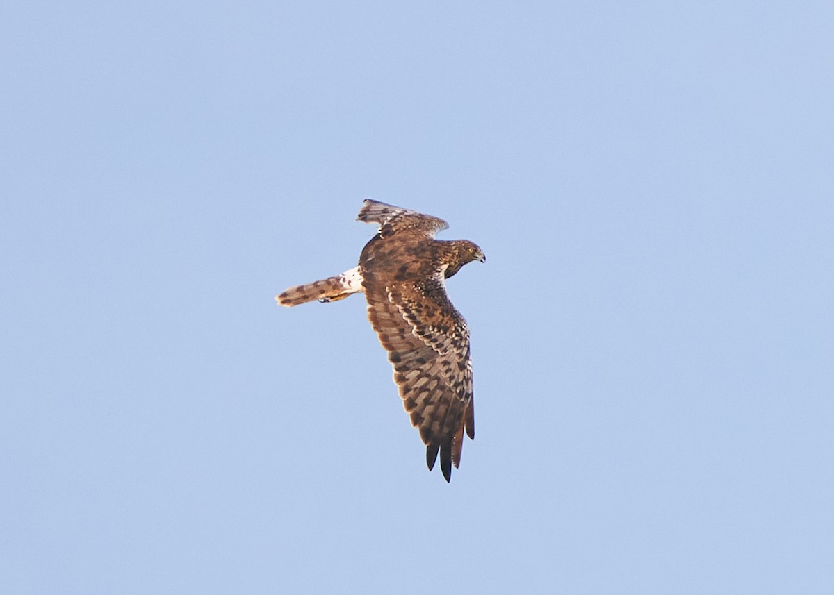 Eastern Marsh Harrier - ML643355058