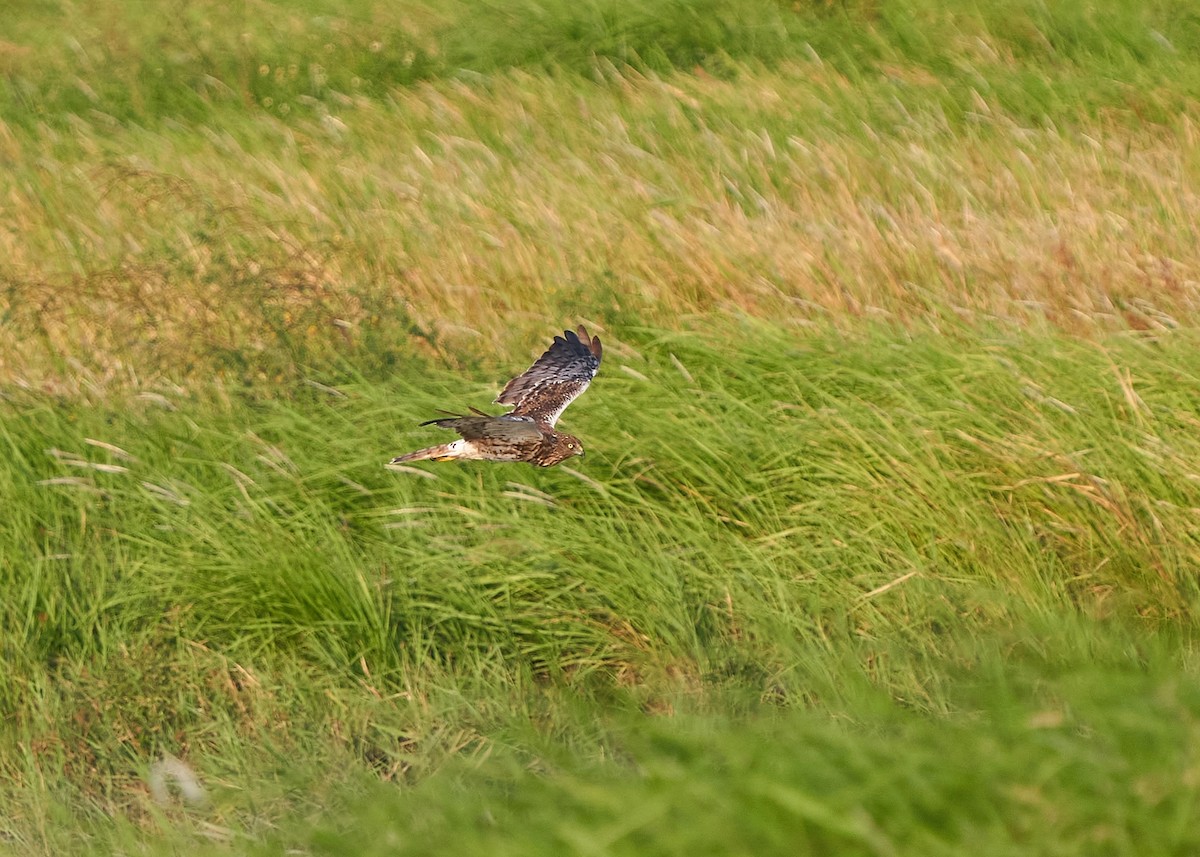 Eastern Marsh Harrier - ML643355059