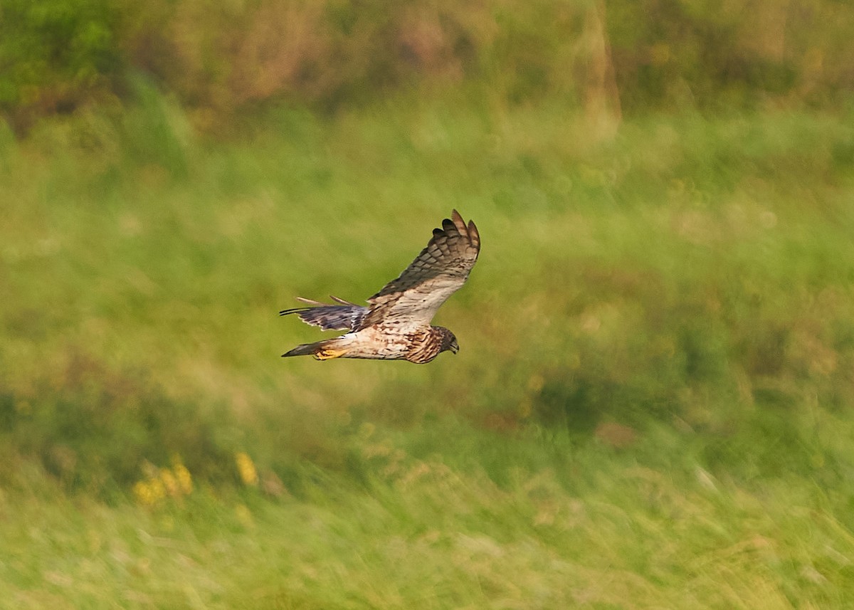 Eastern Marsh Harrier - ML643355060