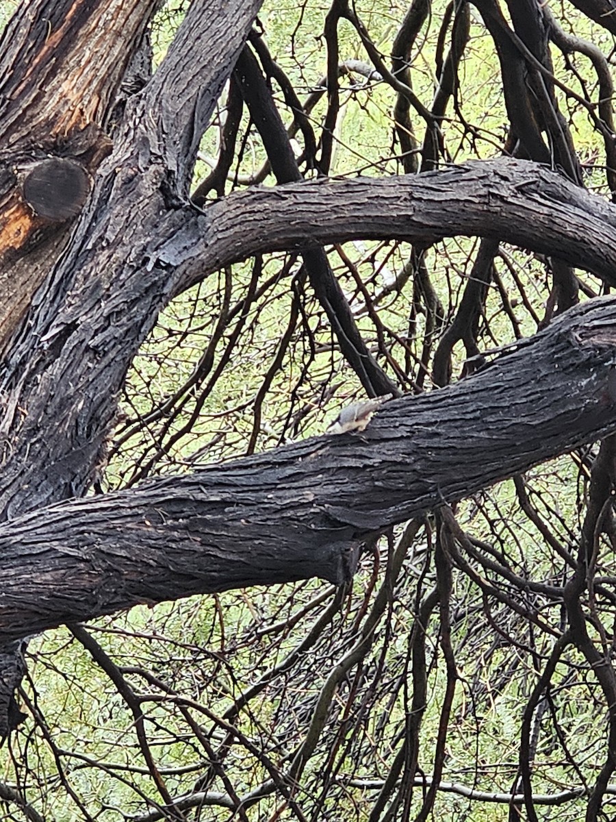 White-breasted Nuthatch - ML643355076