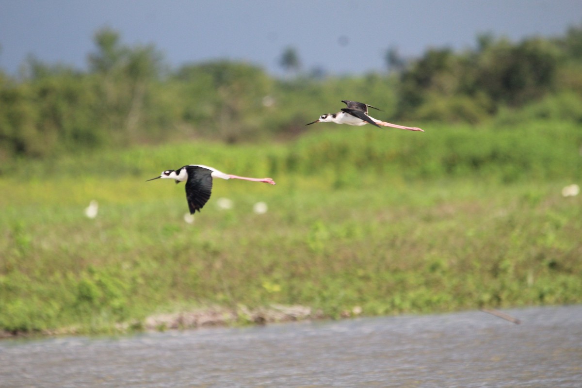 Black-necked Stilt - ML643355078
