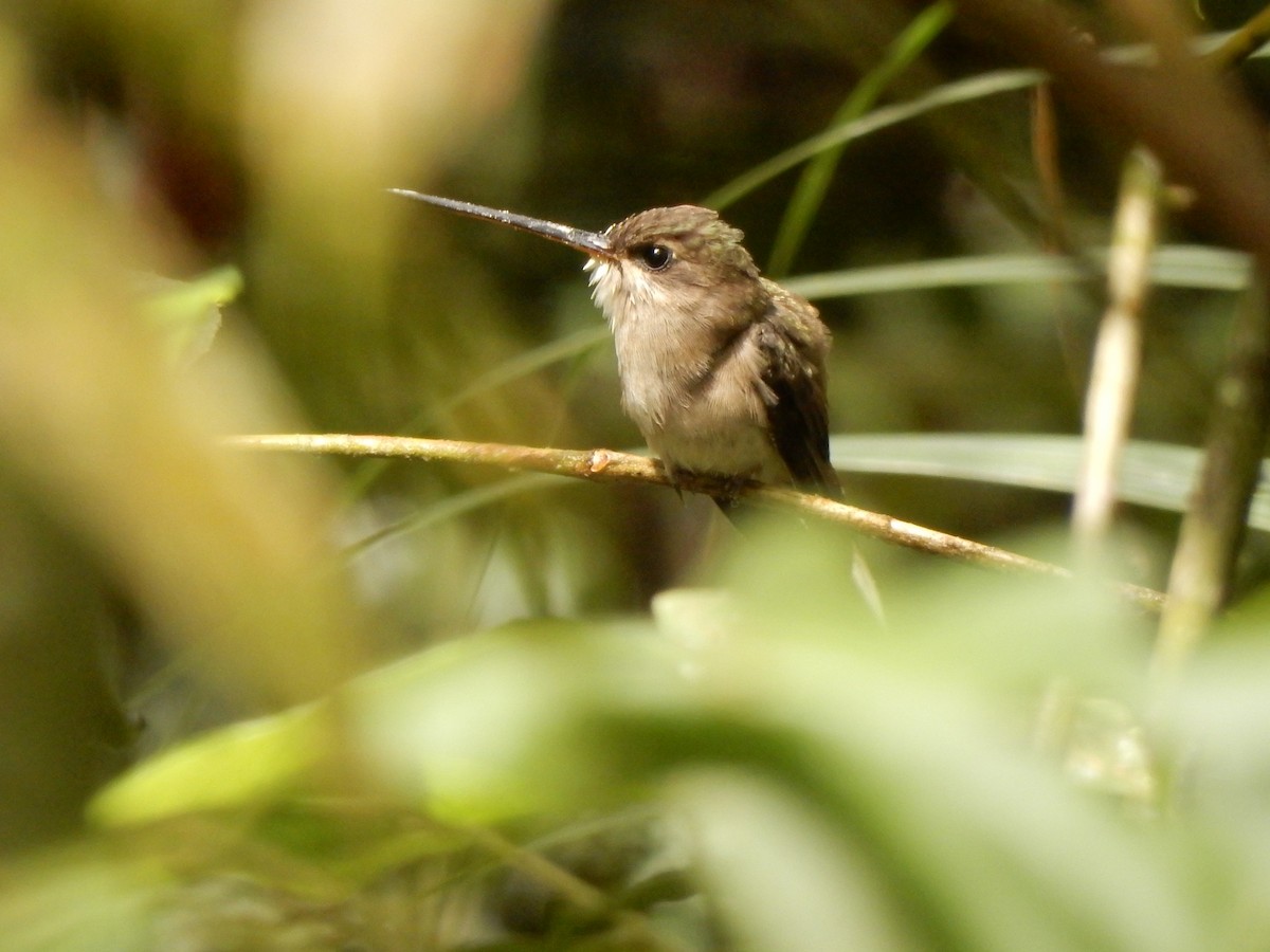 Straight-billed Hermit - ML643355091