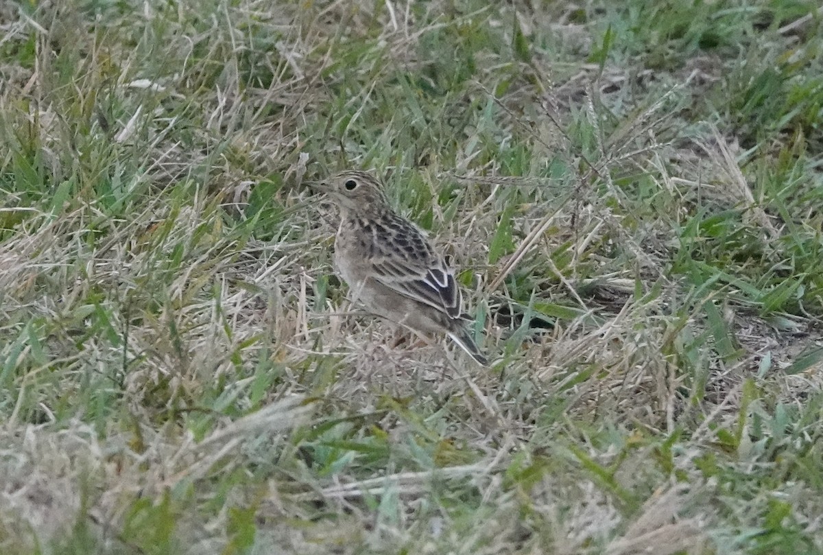 Pipit de Sprague - ML643355099
