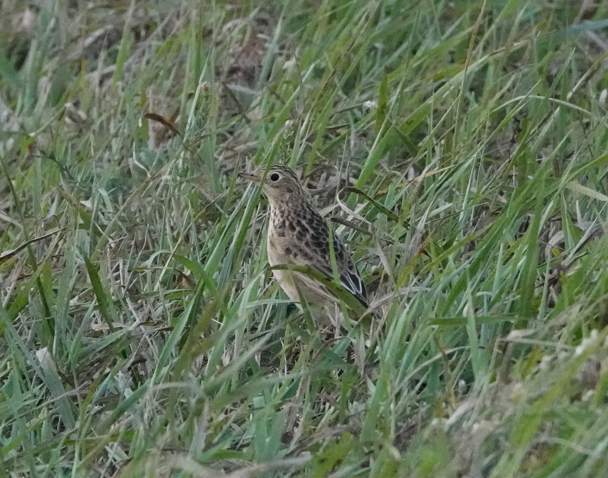 Pipit de Sprague - ML643355100