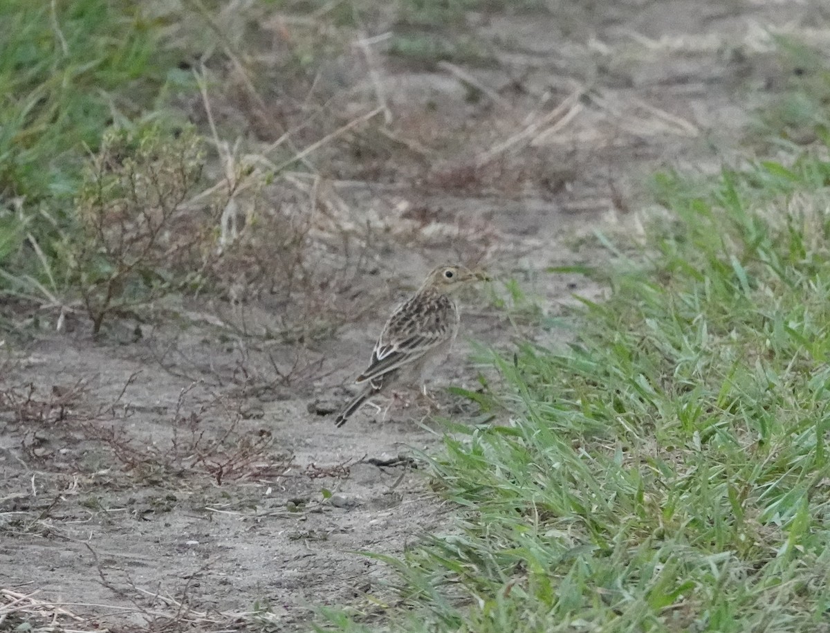 Pipit de Sprague - ML643355101