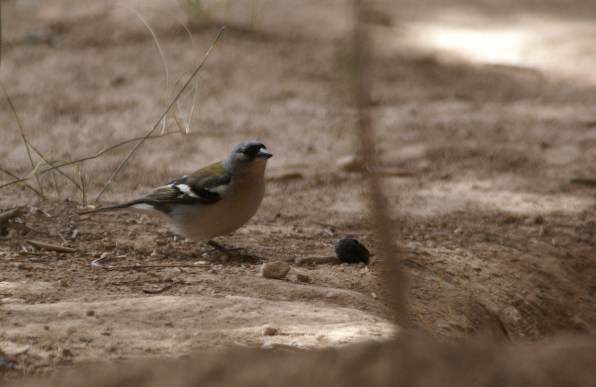 African Chaffinch - ML643355106