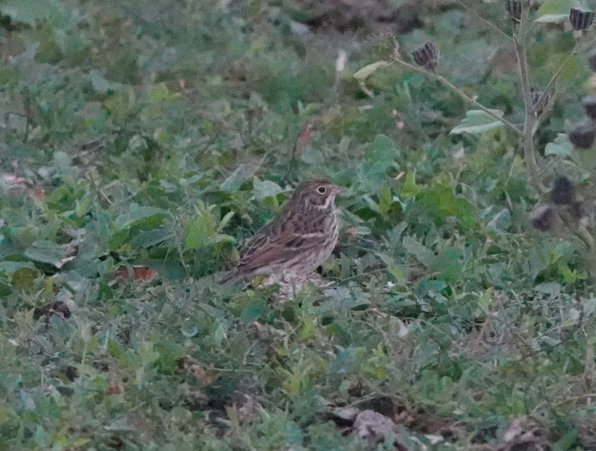 Vesper Sparrow - ML643355107