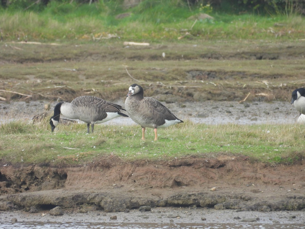 Graylag x Canada Goose (hybrid) - ML643355123