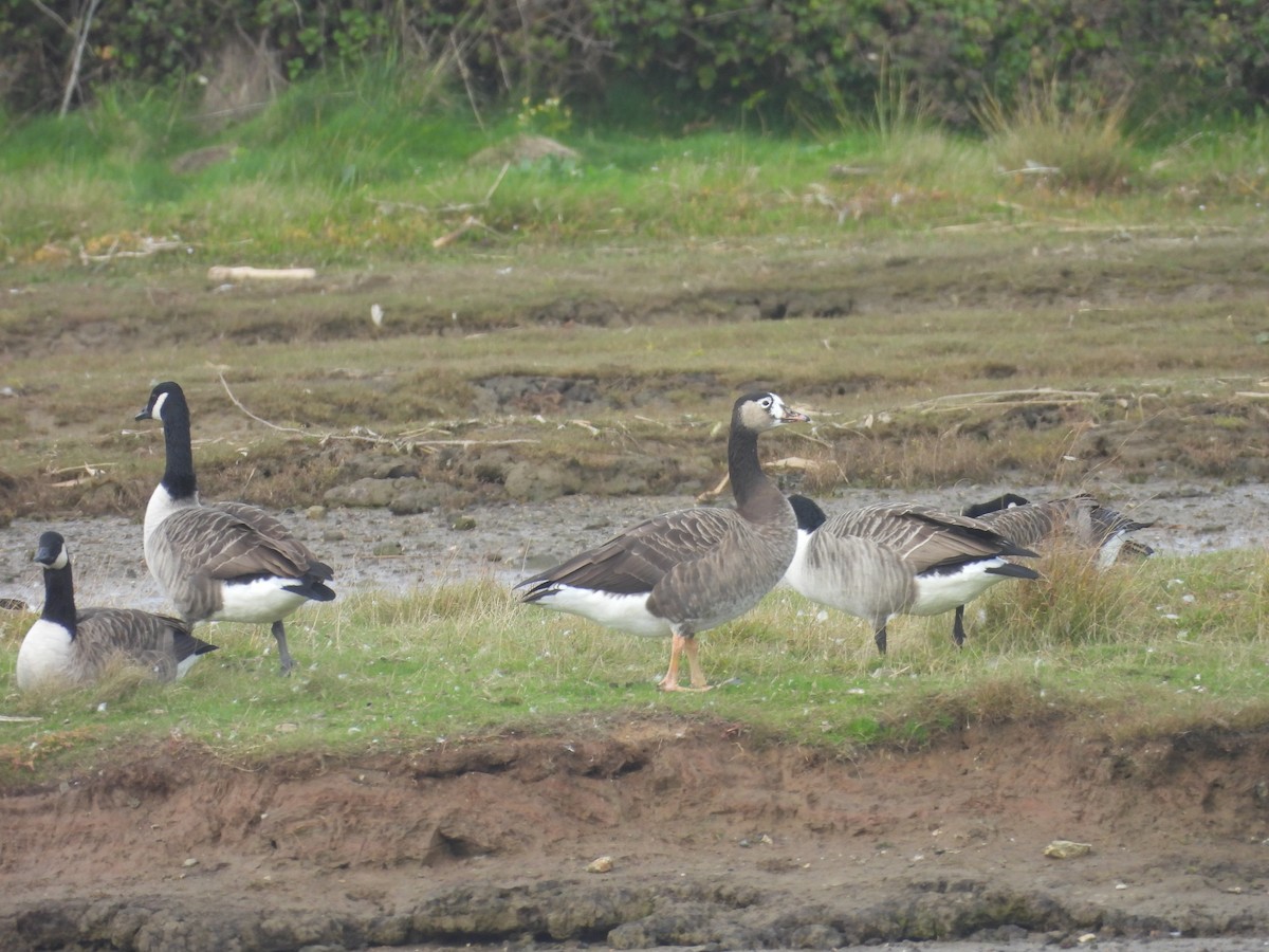 Graylag x Canada Goose (hybrid) - ML643355124