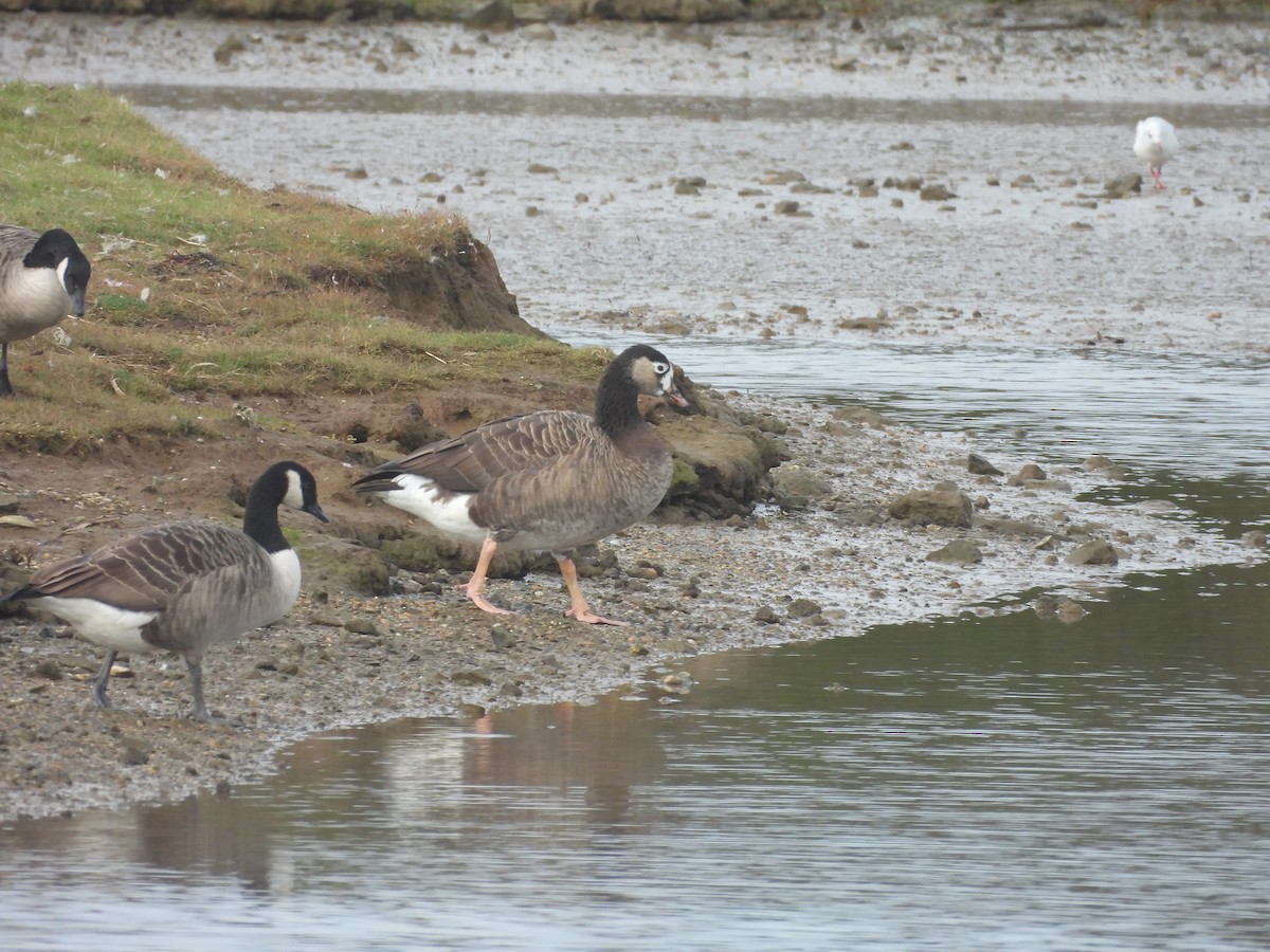 Graylag x Canada Goose (hybrid) - ML643355125