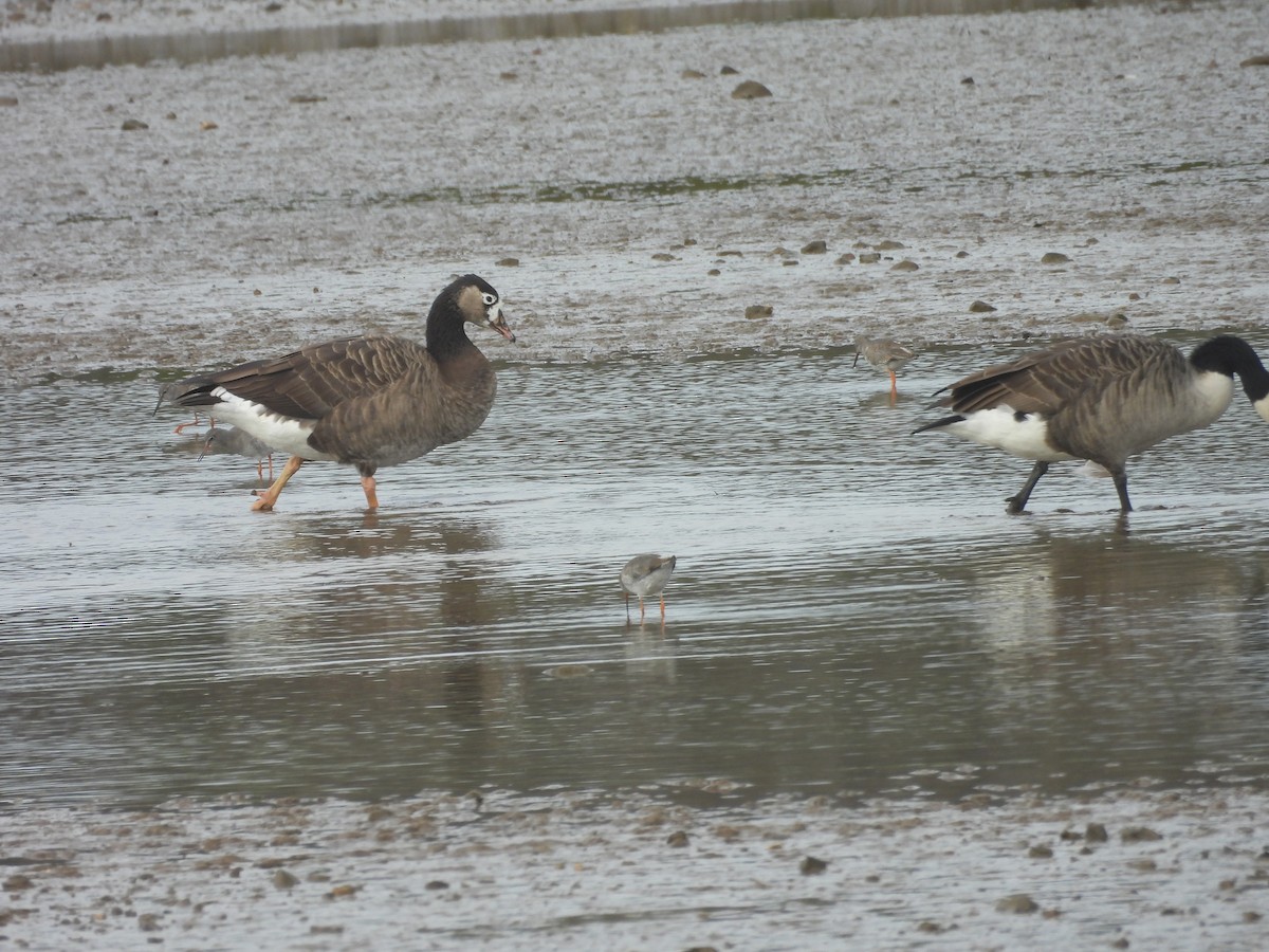 Graylag x Canada Goose (hybrid) - ML643355126