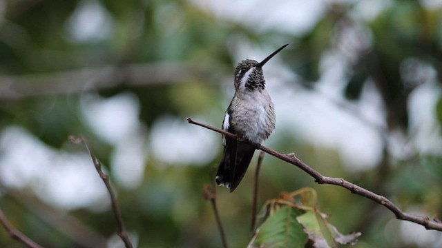 Plain-capped Starthroat - ML643355169