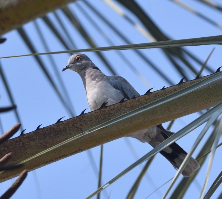 Mourning Collared-Dove - ML643355192