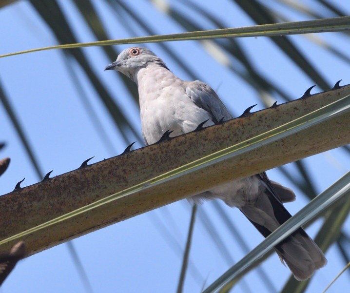 Mourning Collared-Dove - ML643355195