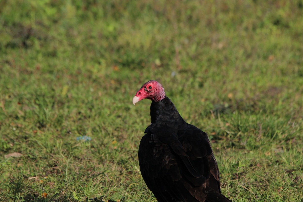 Turkey Vulture - ML643355196