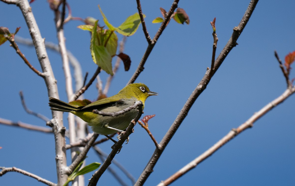 Cape White-eye - ML643355198
