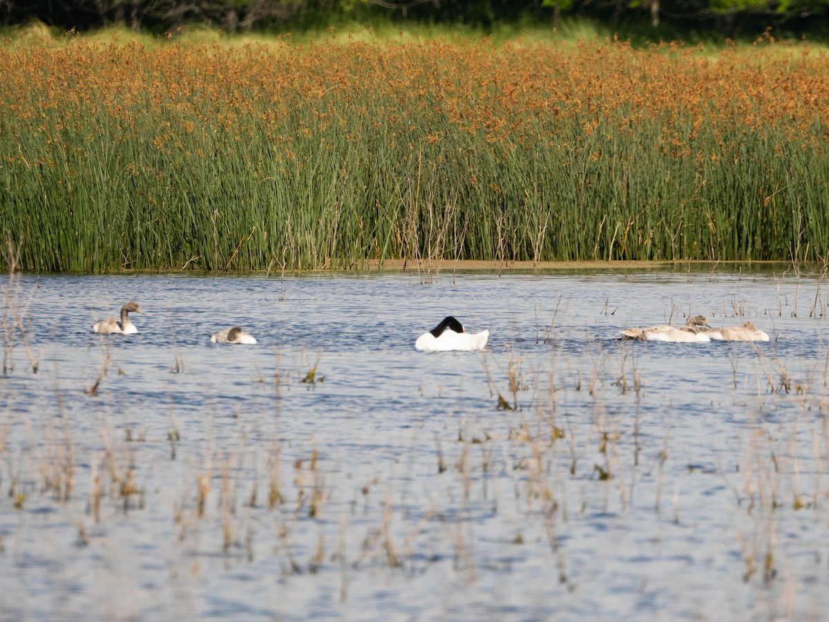 Black-necked Swan - ML643355199