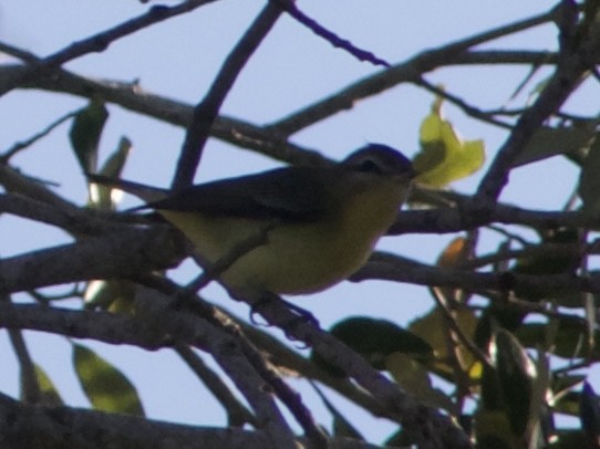 Philadelphia Vireo - ML643355219