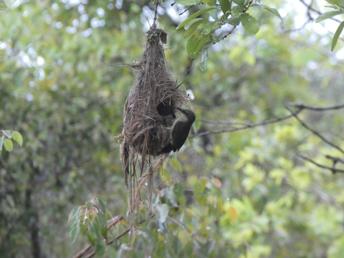 Copper Sunbird - ML643355236