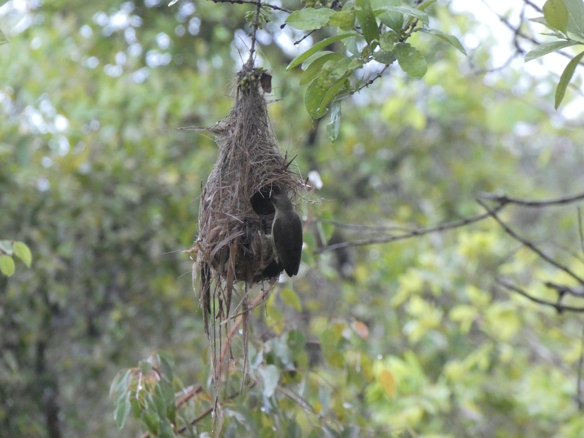 Copper Sunbird - ML643355237