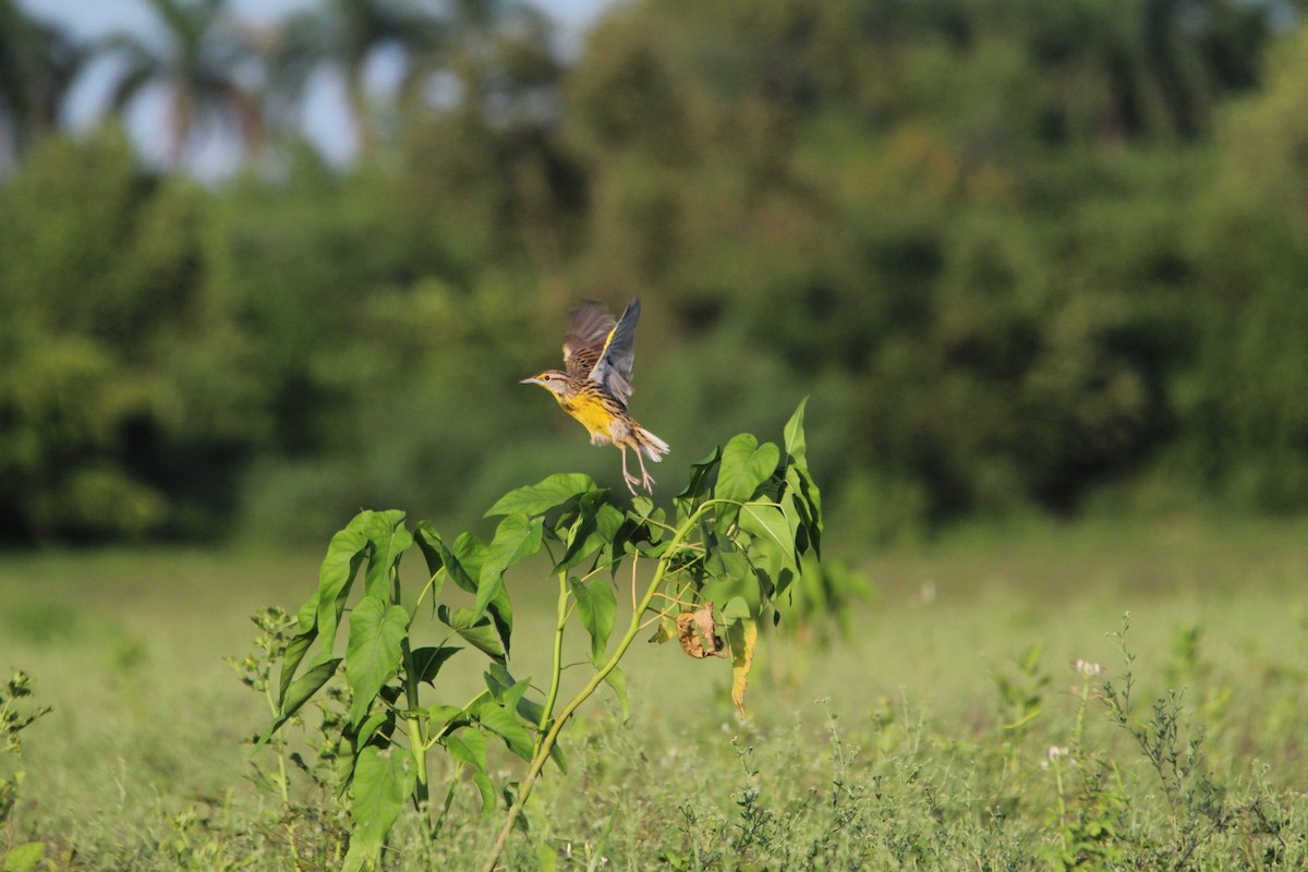 Eastern Meadowlark - ML643355239