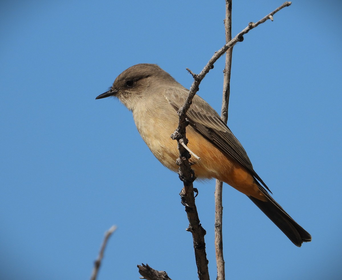 Say's Phoebe - ML643355241