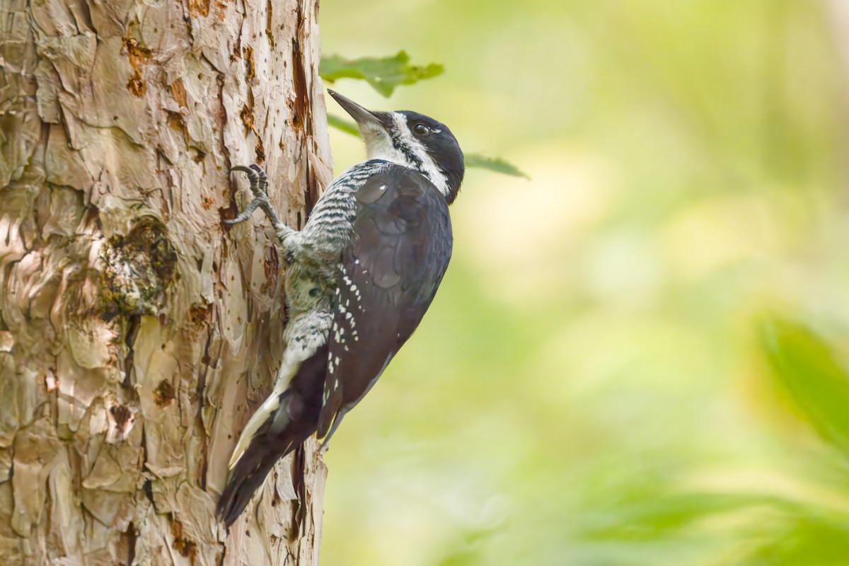Black-backed Woodpecker - ML643355252