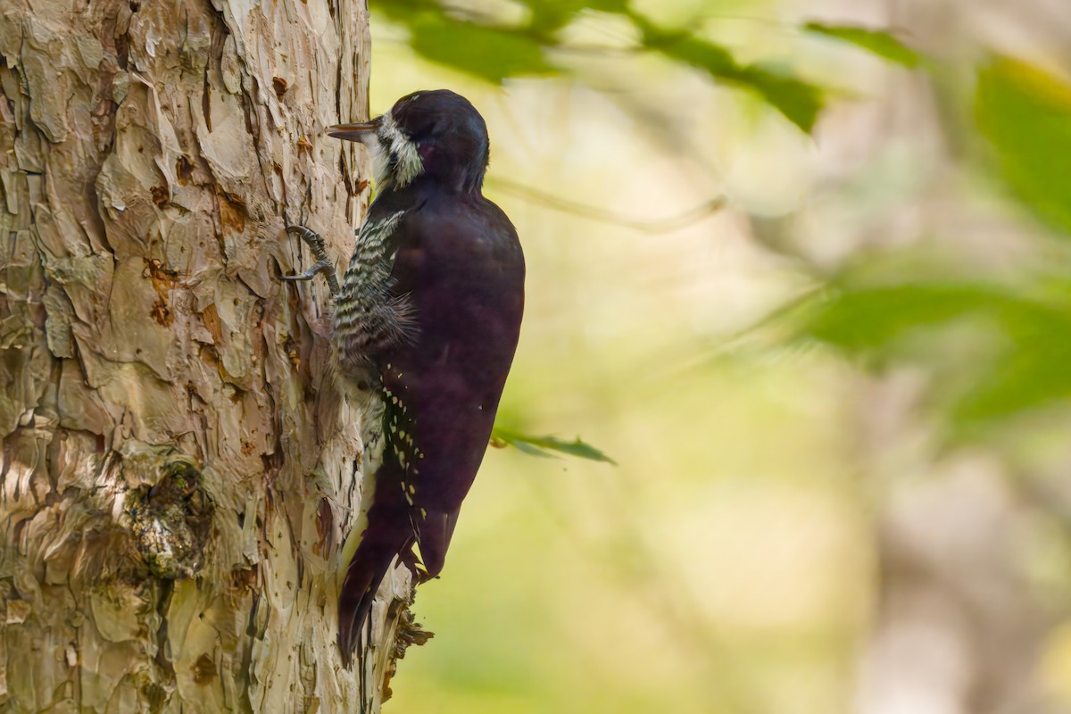 Black-backed Woodpecker - ML643355256