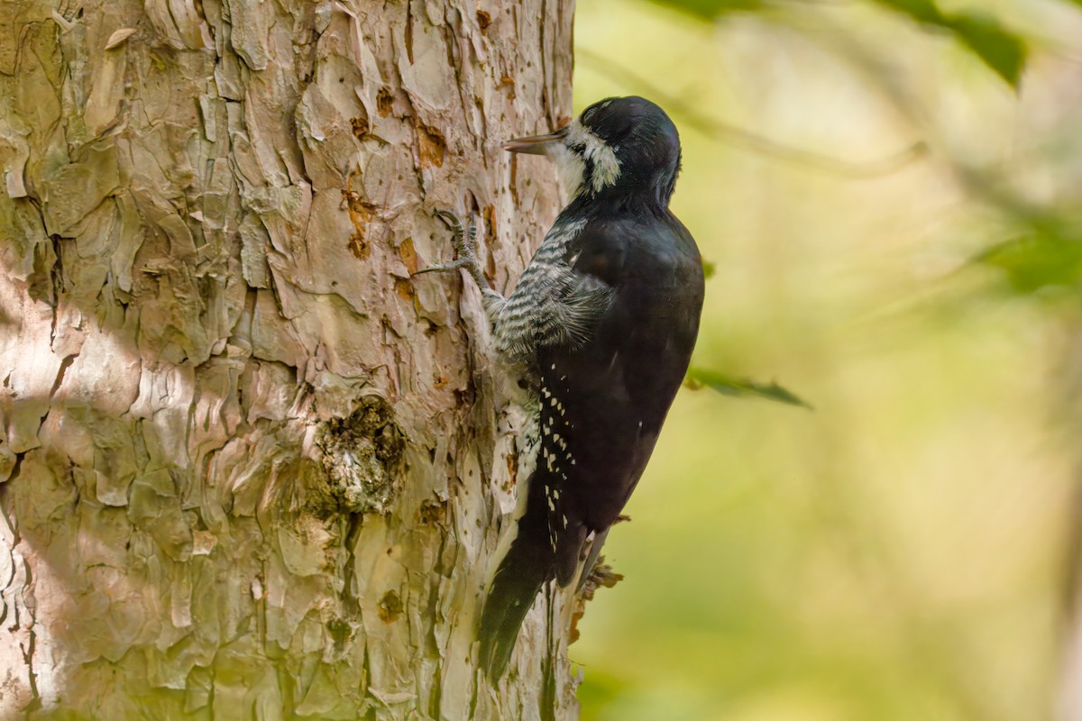 Black-backed Woodpecker - ML643355258