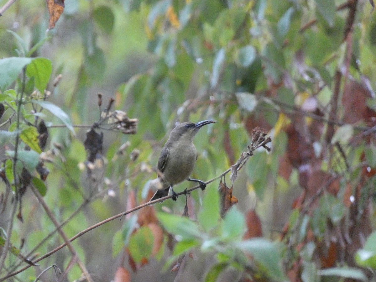 Copper Sunbird - ML643355264