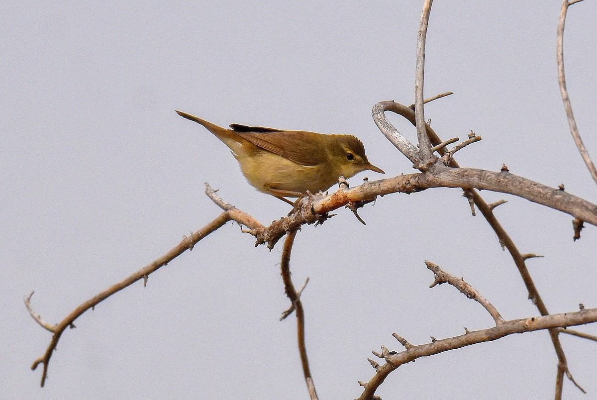 Sykes's Warbler - ML643355266