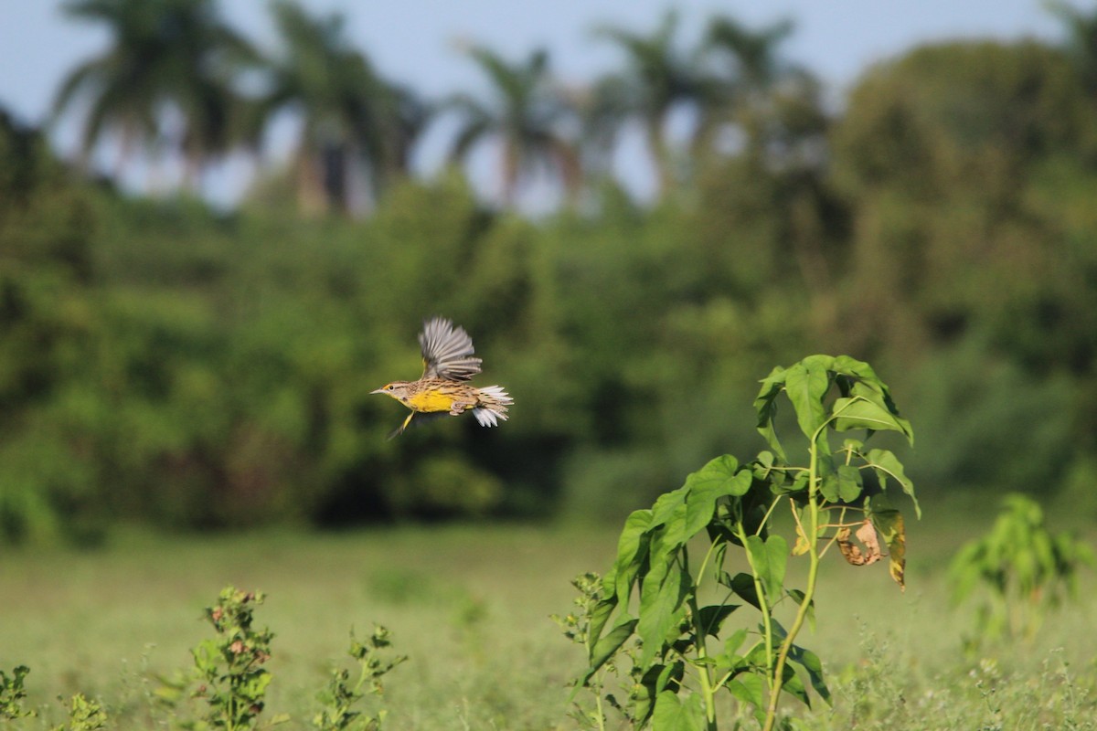 Eastern Meadowlark - ML643355267