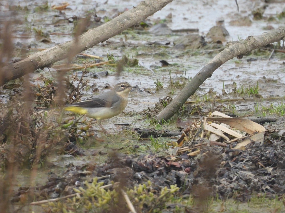 Gray Wagtail - ML643355271