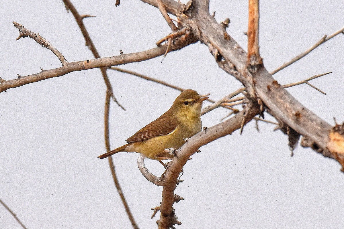 Sykes's Warbler - ML643355281