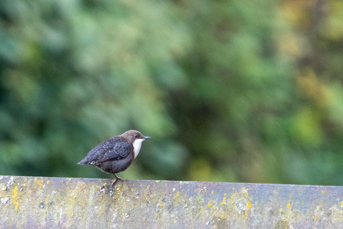 Derekuşu - ML643355291