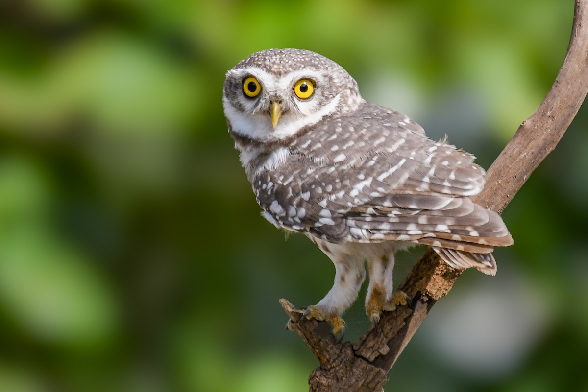 Spotted Owlet - ML643355294