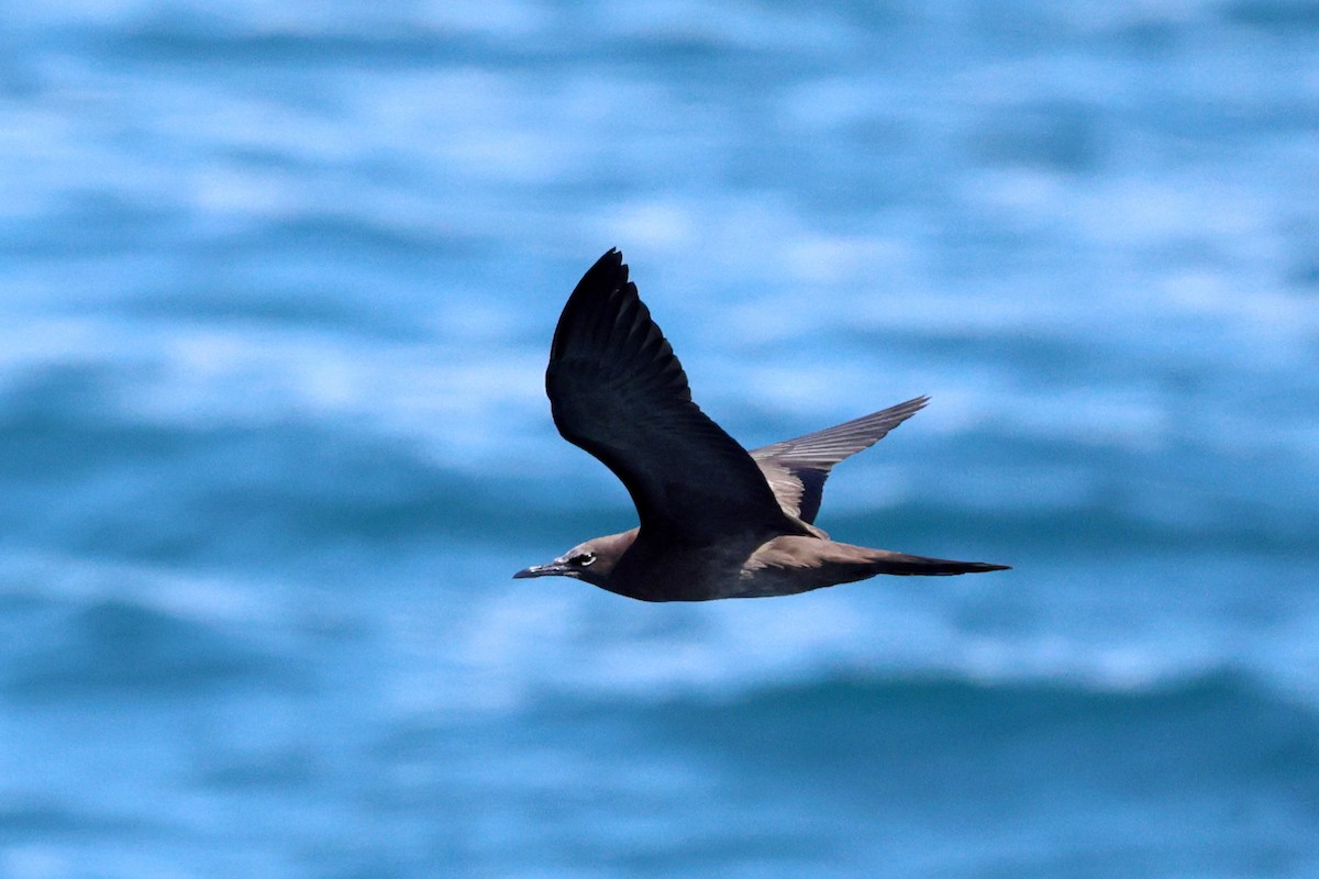 Brown Noddy - ML643355302