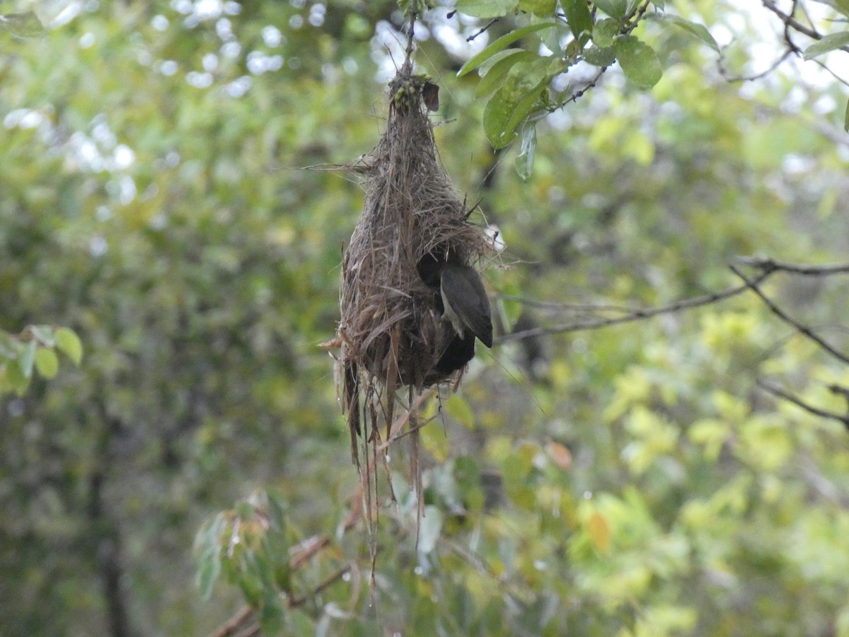 Copper Sunbird - ML643355310