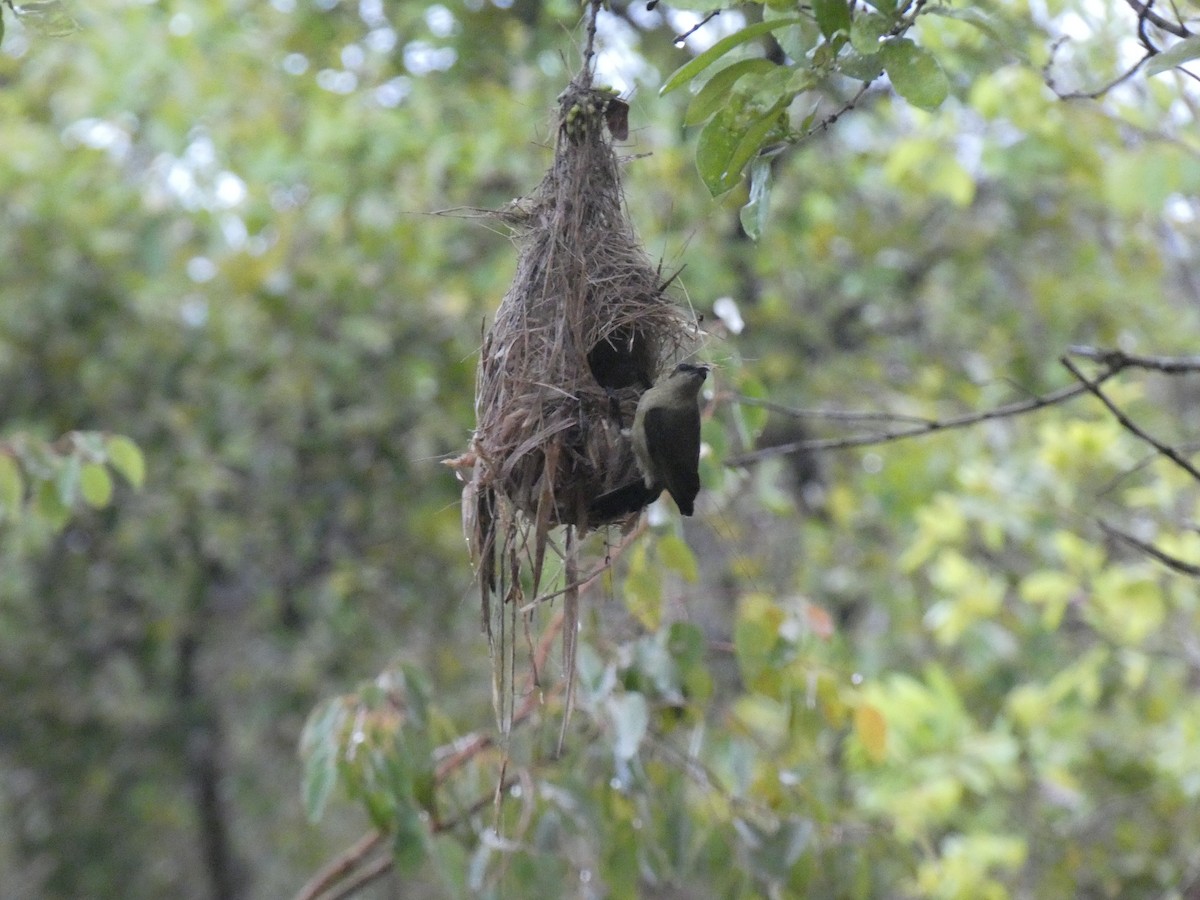 Copper Sunbird - ML643355312